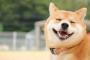 ワイ「犬飼いたいなぁ……やっぱり柴犬やろ！」彼女「チワワにして」 	