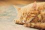 轢かれた猫を発見→猫を袋に入れて近くの林に埋めた。私『呪わないで下さい（手を合わせる）』→すると、その日の夜・・・・・