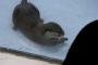 かわいすぎるカワウソ三連発