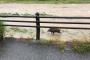 【画像】京都鴨川、大雨で天然の動物園になるwwwwww