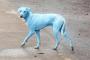 【速報】青い犬がインドで見つかる