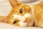 【狂気】猫の里親募集する保護団体、ヤバい所ばかりな模様・・・・・