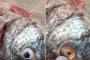 【※衝撃】魚屋さん「魚の鮮度が悪いけど売りたい…」→結果ｗｗｗ（画像あり）
