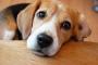 俺「…寂しいな、また犬飼いたいわ」動物愛護団体「俺さんには、お譲りできません」俺「」