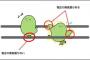 【謎】なぜ電線に止まった鳥たちは感電して焼鳥にならないのか？