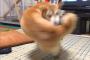 【悲報】右フック犬、廃れる 	