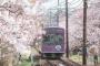 韓国人「日本の京都に桜を見に行ってきた」→「天国に他ならないね」