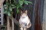 【悲報】猫さん、病院で拘束される