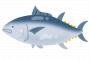 マグロ切り落としを一晩ヅケにしてやまかけ丼つくった結果ｗｗｗｗｗ（画像あり）