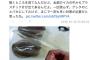 【悲報】イカの中から大量にプラスチック片が出てきて海洋汚染がやばすぎるｗｗｗｗｗｗｗｗｗｗｗｗｗｗ 	