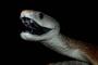 ブラックマンバとかいう世界最強の毒蛇