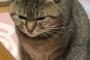 【画像】うちの猫、ヤ◯ザ化するｗｗｗｗｗｗｗｗｗｗｗｗｗｗ