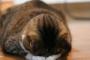 猫「え～つまらないもので恐縮ですが」