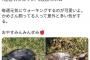 【画像あり】STUメンバーが今度は亀頭を誤爆ｗｗｗｗｗｗ