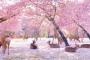 この世の楽園！緊急事態宣言後の奈良公園の映像が「まるで桃源郷のよう」と話題にｗｗｗ