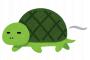 甲羅に植物が生えたカメが発見されるｗｗｗｗｗ