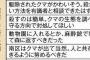 【動物愛護】「クマを殺すな」批判に苦しめられる猟友会