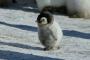 【悲報】ペンギンの赤ちゃん、かわヨすぎる