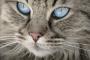 【驚愕】里親募集サイトに掲載されていた猫がヤバいと話題に→ ご覧くださいｗｗｗｗｗｗｗｗ(画像あり)