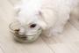 犬って毎食ドッグフード食べてて飽きないんか？