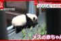 【パンダ】ママに向かって”ハイハイ” 上野動物園双子パンダ