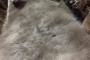 【ねこ画像】猫ベット、8か月、9か月 ほか