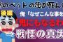 【後編】嫁が大切にしていた亀が死んだ。俺が寿命だったんだよと慰めても違うと言ってきかない→戦慄の真実【2chゆっくり】