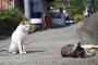 【ねこ画像】島のねこ、公園のねこ