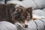 【朗報】犬、海外の研究で平均89単語くらい理解できることが判明。なお、バカ犬は15単語程度の模様