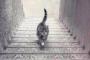 【画像】この猫は階段を登ってるか降りてるかが世界的議論に