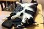 【ねこ画像】ねこブロック、クロネコのおおあくび ほか