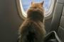 【ねこ画像】飛行機とねこ、台所のチーズを狙ってる・・・？、ねこの言い分の英文 ほか