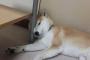 【柴犬画像】何故そんなところで横になる・・・