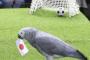 占いインコ　日本、Ｗ杯８強入りと予想