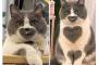 【ねこ画像】ねこにハート、ねこたちがテントを占拠！、ケンカしてたと思ったら・・・ ほか