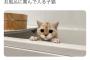 【画像】もちまる日記さん、一線を越える・・・