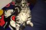 【ねこ画像】夜中顔蹴られて目覚ましたらこんな状態w、ぺろんちょねこ、椅子が二段ベッド？ ほか