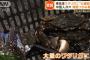 東京湾で日本の貴重な海産物ワタリガニを大量密漁・中国人が次々と無断で捕獲！