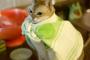 【画像】 マントを羽織った猫