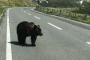 北海道にバイクで行くけどヒグマ怖い…