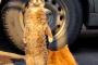 【ねこ画像】直立するねこ、にゃーん精神、ねこのおまわりさん・・・って ほか【再】