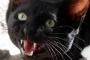 誰も信じてくれないと思うが、うちで飼ってた先代猫は一回だけしゃべった（と思う）。【再】