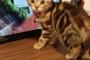 【ねこ画像】噛み噛みこねこ、寛ぎアメショ、エリザベスカラーのみけにゃん ほか【再】