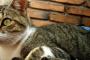 このスレで、飼い主と狩りをする猫の会話の話題が出るから  猫を飼っていないが、近所のノラに言ってみた。【再】