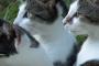 あまり餌もらえてない猫を不憫に思ってウィンナーを１個だけやったら・・・【再】