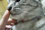 【ねこ画像】指先クンカクンカ、眠たげクロシロ、ねむねむねこ【再】