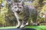 昔実家で飼ってた猫(♂)。  外に出て迷子になったり、木によじ登って降りられなくなったり、ホラーゲームやってる時に限ってカーテンに上って脅かしてきたりしてた。【再】