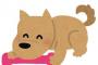 § ペットショップで子犬がこっちにケツ向けてひねり出していた。その直後子犬のまさかの行動→
