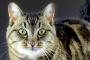 猫って幽霊的な物が見えるって聞いたけど本当かな？【再】