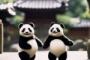 中国人「日本に到着後、すぐに京都に行ってはいけない」　中国人「心から同意」「でもすぐ行きたい！」